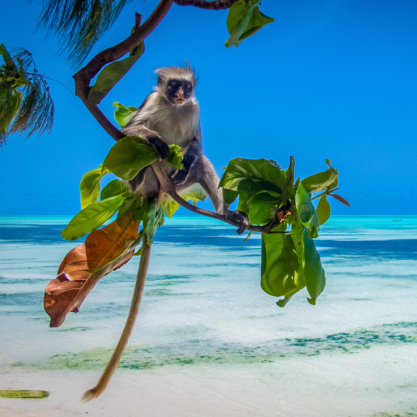 обезьяна пляж